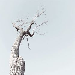 Low angle view of bare tree against clear sky