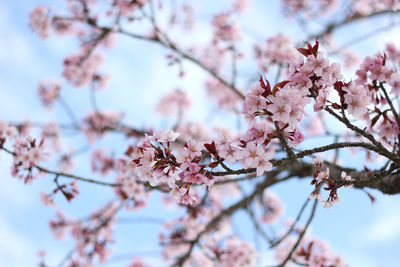 Low angle view of cherry blossoms against sky