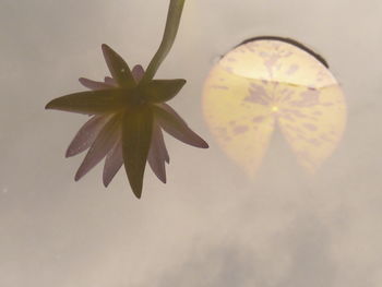 Close-up of flowering plant against water