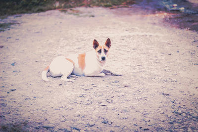 Portrait of dog sitting on field