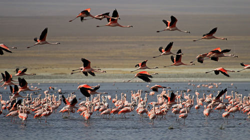 Flock of seagulls on beach