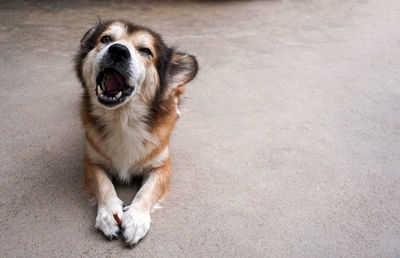 Portrait of old brown dog eating a snack.