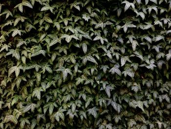 Full frame shot of ivy growing on field