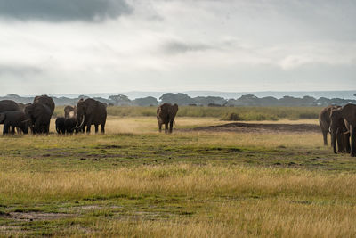 Elephants on field