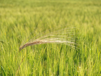 Detail of rye or barley corn grown on field. concept for agriculture and nature