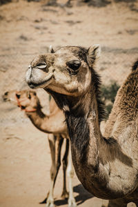 Camel standing on field