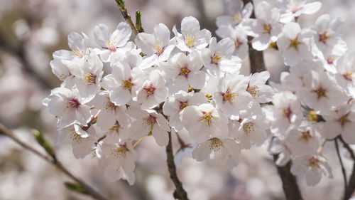 Close-up of white cherry blossom tree