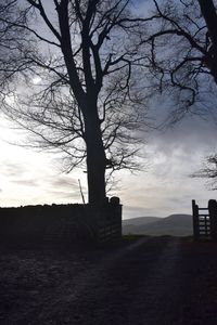 Silhouette tree on field against sky