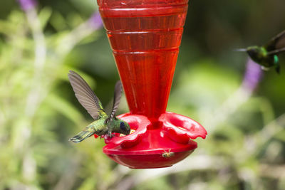 Close-up of red beetle on a bird feeder