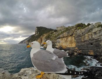 Swans on rock by sea against sky