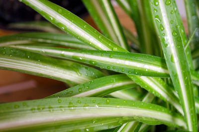 Full frame shot of wet leaf