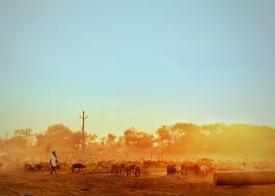 Man riding horses on field against clear sky