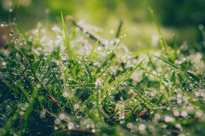 Close-up of water drops on grass