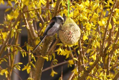 Bird perching on tree trunk