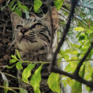 Close-up of a cat