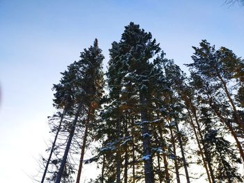 Low angle view of pine trees against sky