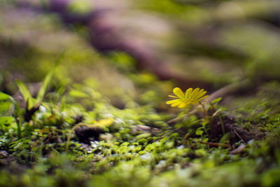 Close-up of yellow flower plant