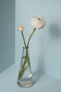 Close-up of white flower in glass vase