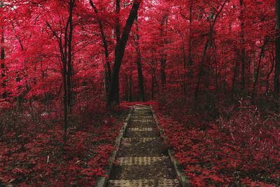 Footpath amidst trees in forest during autumn