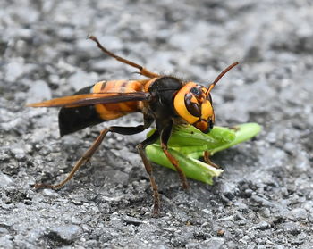 Close-up of insect