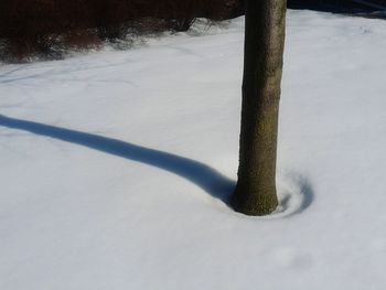 Snow covered trees