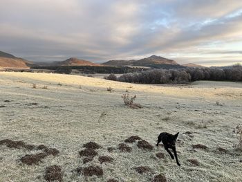 View of dog on landscape