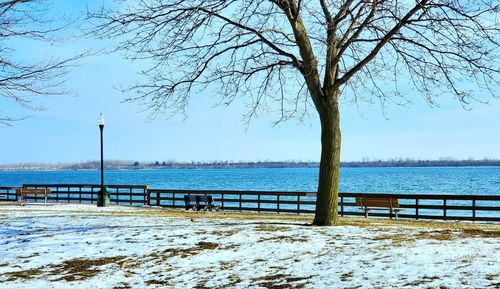 Bare trees on snow covered land against sky