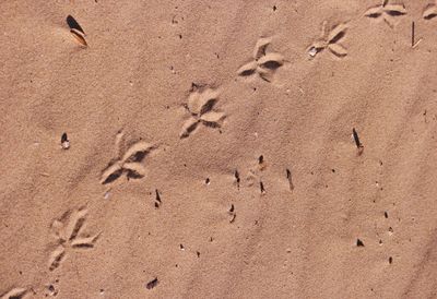 High angle view of birds on sand