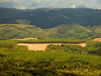 Scenic view of agricultural field