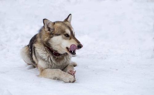 Dog looking away on snow covered land