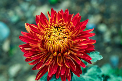 Close-up of red dahlia