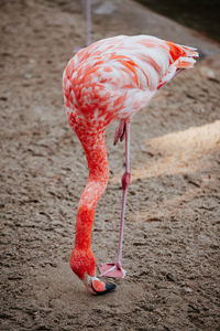Pink flamingo eating