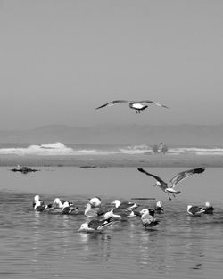 Seagulls flying over lake against clear sky