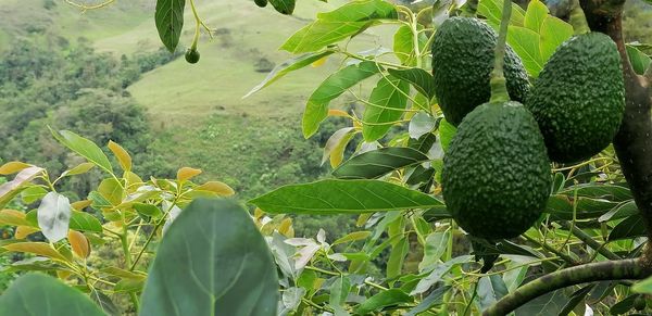 Close-up of fruits growing on field