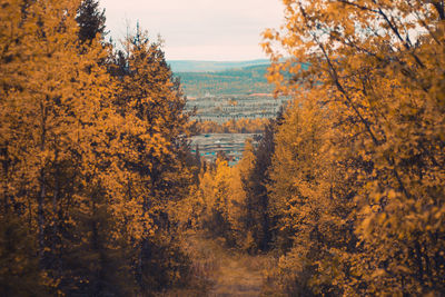 Trees in forest during autumn