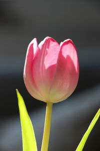 Close-up of pink flower blooming outdoors