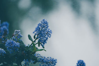 Close-up of flowering plant against blue sky