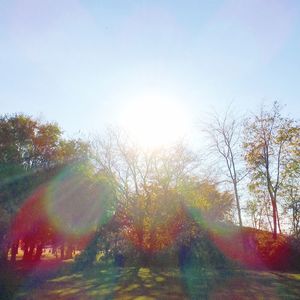 Sun shining through trees