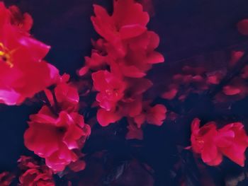 Close-up of pink rose flowers at night