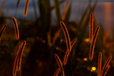 Close-up of wet plants on field at night
