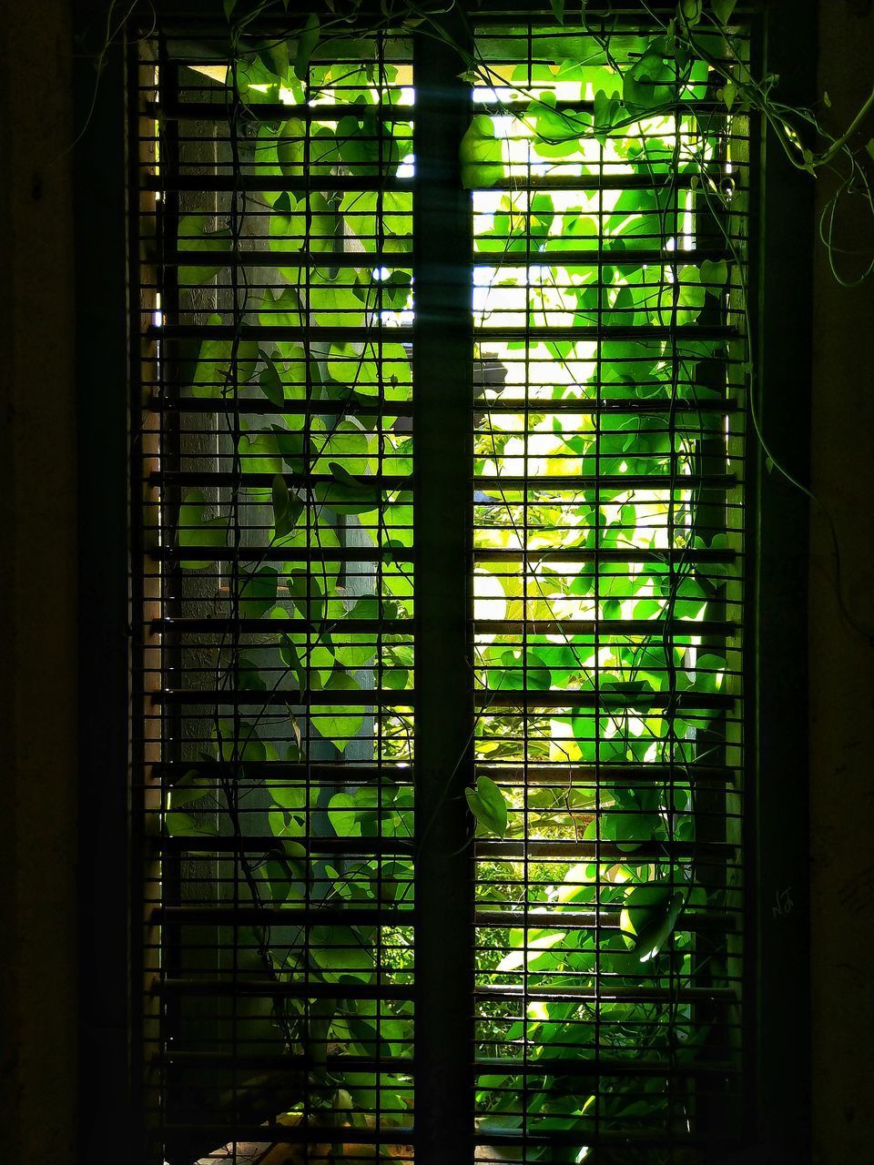 CLOSE-UP OF PLANTS SEEN THROUGH GLASS WINDOW