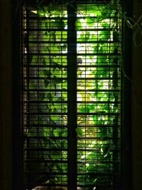 Close-up of plants seen through window