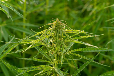 Close-up of fresh green grass on field