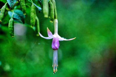 Close-up of flower against blurred background