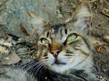 Close-up portrait of a cat