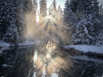 Sunlight streaming through trees in forest during winter