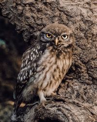 Close-up portrait of owl