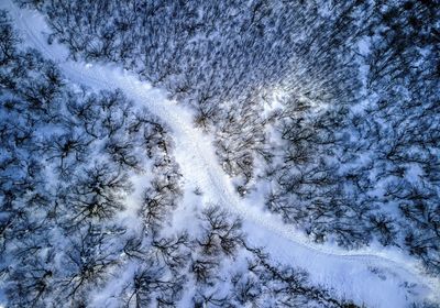 High angle view of snow covered trees