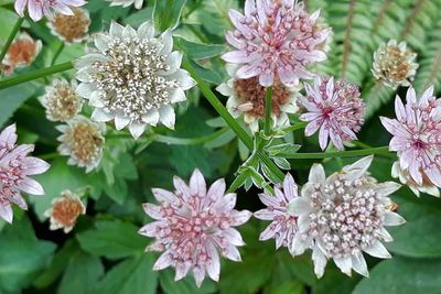 High angle view of pink flowering plants
