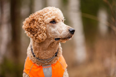 Close-up of dog outdoors